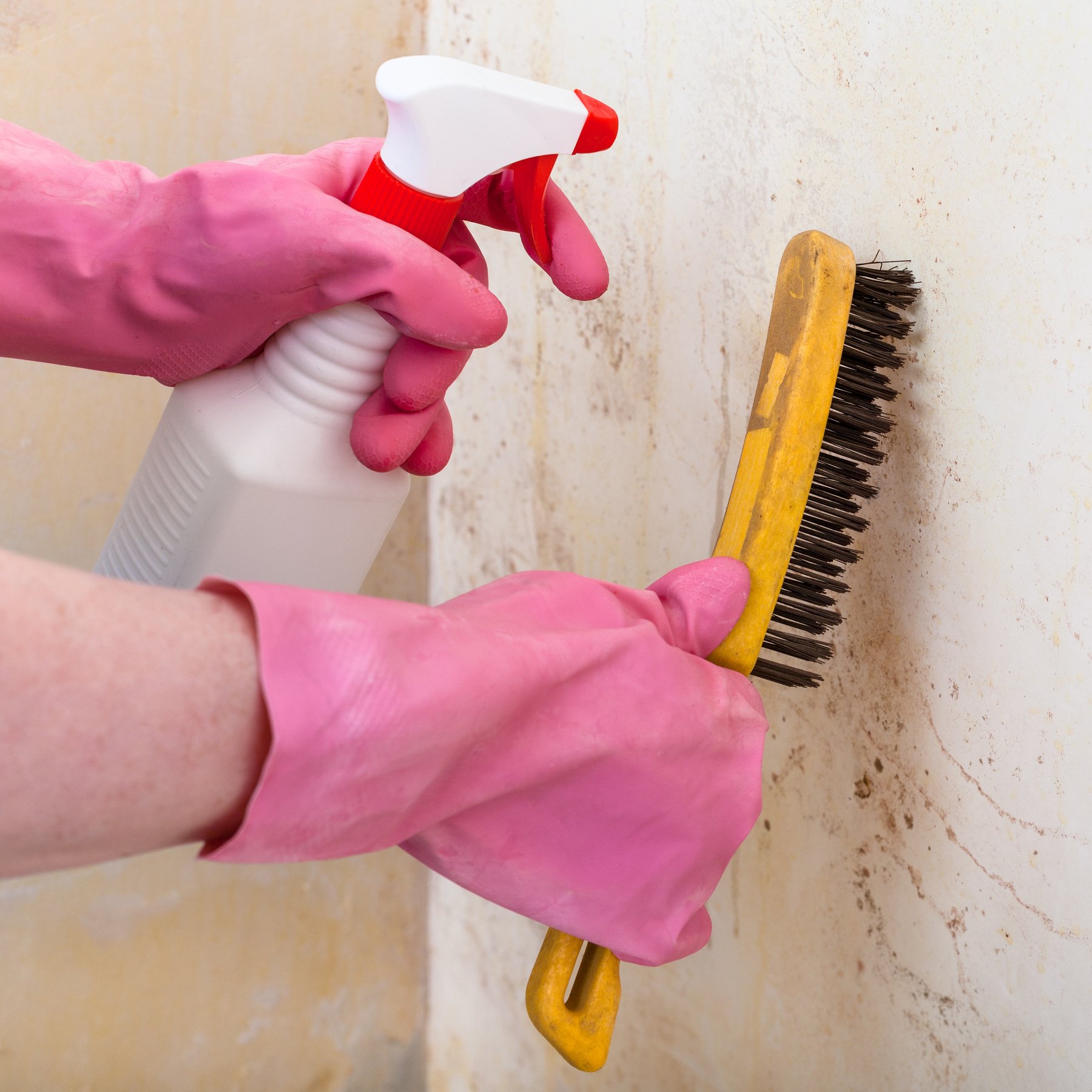 Removing Mold from Wall with Spray and Brush